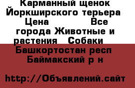 Карманный щенок Йоркширского терьера › Цена ­ 30 000 - Все города Животные и растения » Собаки   . Башкортостан респ.,Баймакский р-н